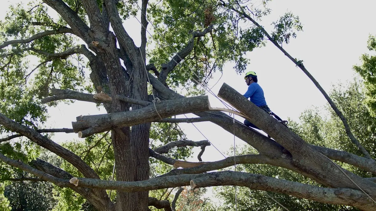 Professional Crown Thinning performed by certified arborists in Lackawaxen